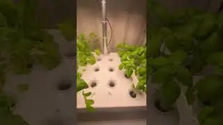 Что растет на двухъярусном вертикальном огороде.