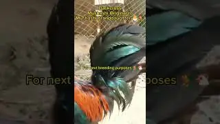 Backcross Breeding- Black Mushashi line #breeder #chicken #rooster #forbreeding