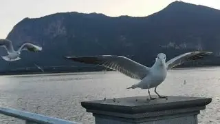 Huawei Mate 30 Pro 7680fps Super Slow Motion - Feeding Birds