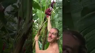 How banana trees are grown?