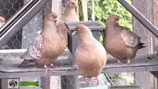 Luchstauben mehr als nur ein Hobby Teil 2