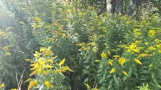 flowers - two (2) hours of relaxing & ambient music for meditation, deep focus,  concentration