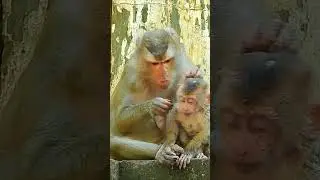 Monkey mommy Libby catches fleas for monkey baby #monkeys