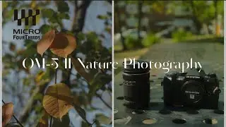 OM System Nature Photography ft. Creative Recipe | OM-5 II Calm Woodland Walk | OM-1 OM-3 Pen-F