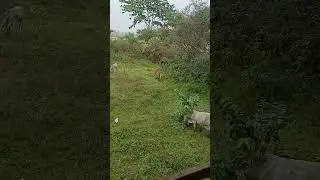 Cow scenes in a farm🚜🐄🌾#ranchi #countrysidelife #farmlife #indianfarmer #india #cowvideos