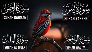 Surah Yasin | Surah Rahman | Surah Waqia | Surah Mulk | Full HD | Quran Hour | Alaa Aqel