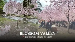 This HAS to be the most beautiful place In Wellington NZ!😲