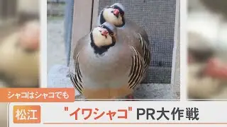 実は丸っこいフォルムや仕草がかわいい！「イワシャコ」ＰＲ大作戦