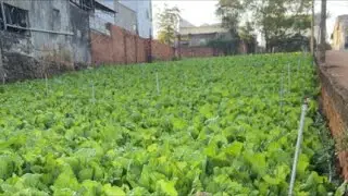 TRỒNG RAU BÁN TẾT RẺ QUÁ NHÀ VƯỜN BỎ NGUYÊN VƯỜN