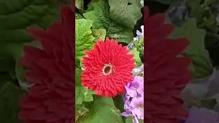 February Me Lagaye Ye Plant, Dhero Phool Dega #gerbera #wintergarden #february #gardening #plantcare