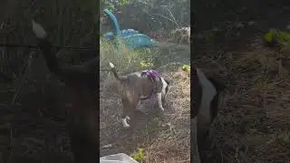 1/28/26 Sadie Ann, the sweetest dog