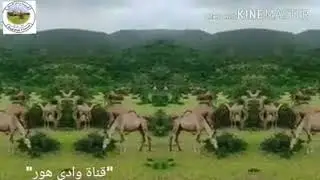 افور لقي دافور تحية لمبدعي الفنان الكبير عبدماجد كربيا