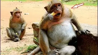 Surprise! Best Friend King Sweet Pea & Ninja Jack Have Mango Party, Sweet Pea Loves Mango So Much.