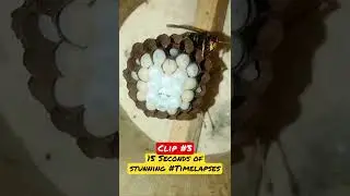 🐝 Time Lapse of Wasps Building Hive #ecoplanettv #shorts #wasp