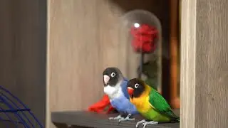 Morning start 🦜✋💖