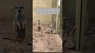 Kangaroo Island Wildlife Park Australia #funfacts #travel