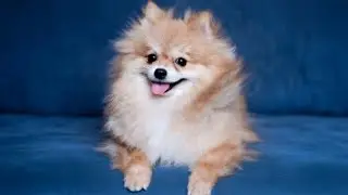 15 Cutest Pet Dog Breeds in the World.
