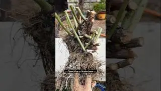 Rose old pile pruning#Rose #OldRoseStump #Pruning #RoseGrafting #RootExposedBonsai #bonsai