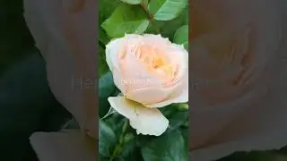 Новая роза ,я не могу найти слов как она великолепна!