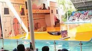 Pertunjukan singa laut