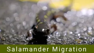Salamander Migration