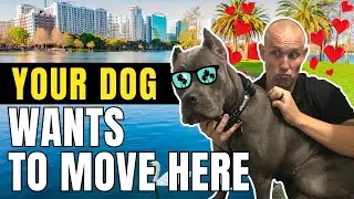 Is Orlando Dog Friendly? | Moving to Florida 2023