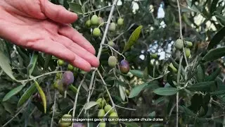 Tunisian Olive Oil, The Soul of People, From the Timeless Land of Olives