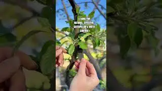 Looking for natural, effective moth & caterpillar control? 🐛 #Trichogramma #NaturalPestControl