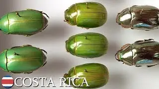 Chrysina gold, silver, & jewel scarabs 🇨🇷 Costa Rica