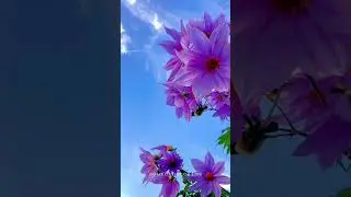Captivating Nature Photography 🌿🌺| Mindfulness 💆 Beauty of the Nature 🌿🌧️ #adventure #landscape #ig
