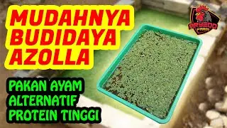 PANDUAN LENGKAP! Cara Budidaya Azolla Microphylla Sebagai Pakan Alternatif Ternak Ayam