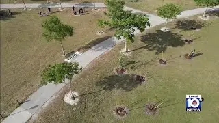 Local 10 launches Green Street campaign aiming to plant 1 million trees in Miami-Dade