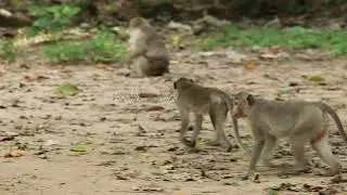 take a Look Young generation of Goerge in AmberG-Maz..246..Amber Monkey