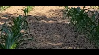 Cultivate and sidedress corn
