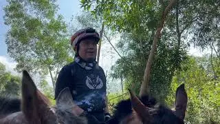Ustaz Amin - Training Kuda Lasak | Endurance