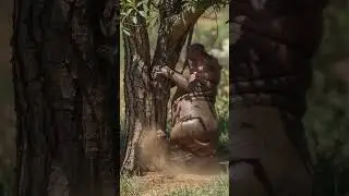 Baby Hippo Caught Scratching His leg on a Tree! 🦛🌳😂
