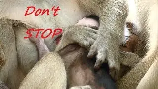 How Janet Break Feeding Milk Baby Janna | Janna Screaming and Crying Loudly Angry | Monkey Crying