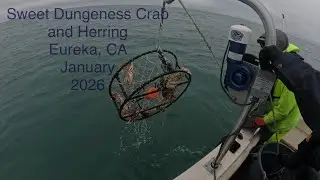 Sweet Dungeness crab and herring by net