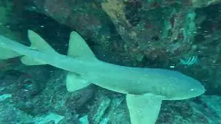 SCUBA Diving in St Thomas