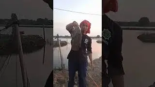 Spot Pondok 2  ||  Tambak Kong Jenggot
