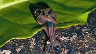 Серебряные следы на зеленом ковре