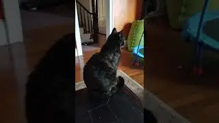 Aloof Cat CREATURE!!!!!