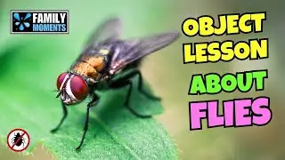 The Most Unexpected Way to Teach Kids About Kindness&hellip; with Flies?!