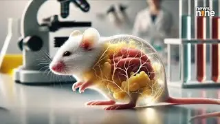 Scientists Turn Mice&rsquo;s Skin Transparent Using a Simple Food Dye!#science #discovery #innovation