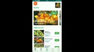 PlantSnap identifies a Darwin'S Berberis (Berberis darwinii)