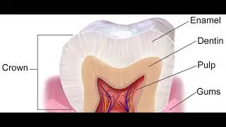 41 Hz : Teeth (RIFE Healing Frequency)