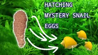 How to hatch MYSTERY SNAIL eggs