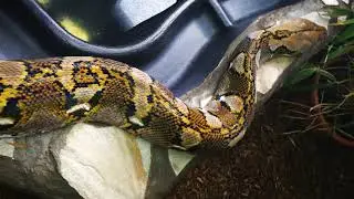 Netzpython hat sich komplett im Teich geh&auml;utet