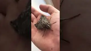 Australasian Privet Hawk Moth (Psilogramma Casuarinae)