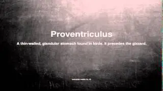 Medical vocabulary: What does Proventriculus mean
